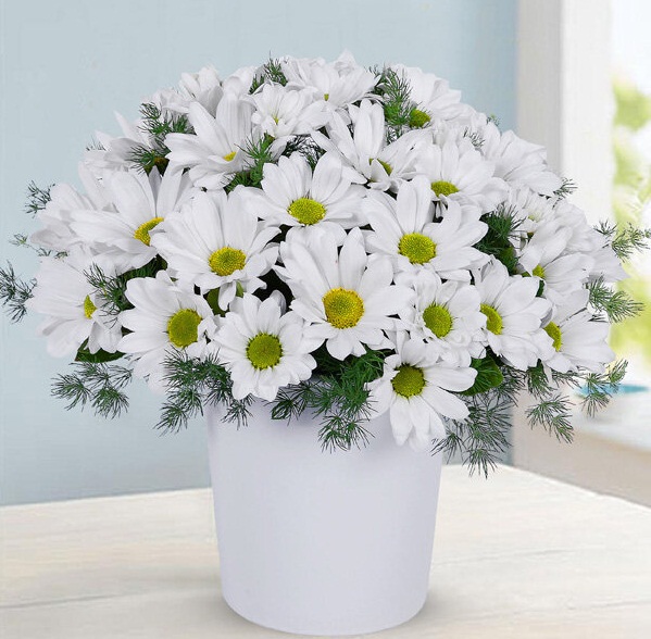 beyaz-papatya-aranjmani