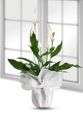 beyaz-spatifilyum-saksida-canli-bitki