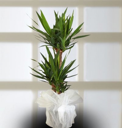 yukka-uc-dalli-80x160-cm