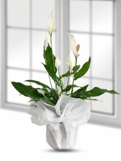 Beyaz Spatifilyum Saksıda Canlı Bitki