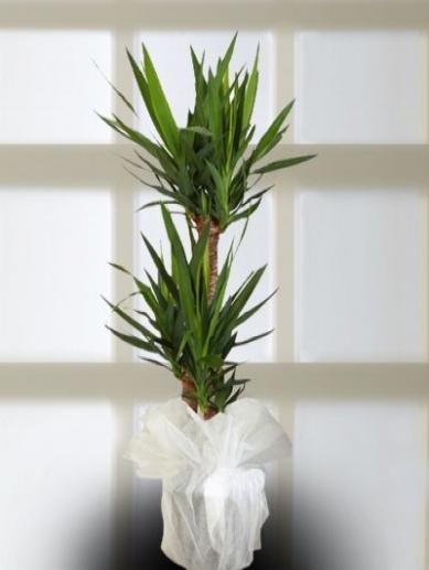 yukka-uc-dalli-80x160-cm