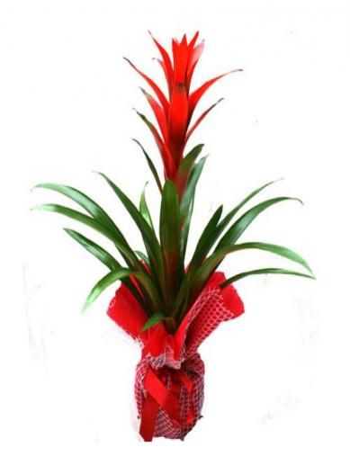 Guzmanya Çiçeği Turuncu 35x50 cm